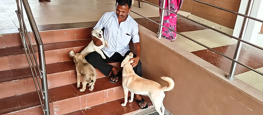 dogs